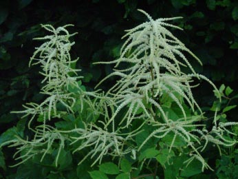 Aruncus dioicus Geitebaard bestellen